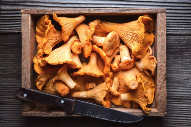 Ahşap tahtada eski bir kırsal bıçakla taze chanterelles. Vahşi hasat, mevsimlik mantarlar, doğal malzemeler.