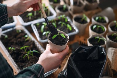 Biber ve domates fideleriyle bezelye saksısı tutan kadın eller. Evde sürdürülebilir bahçıvanlık ve sebze yetiştirme