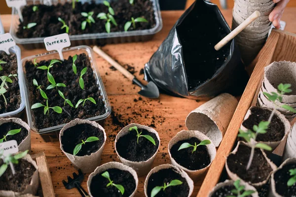 Biber ve domates fidelerini evde bahçe masasında turba kaplarına ekiyorum. Toprak ve araçlarla bahar sebze yetiştirme kavramı