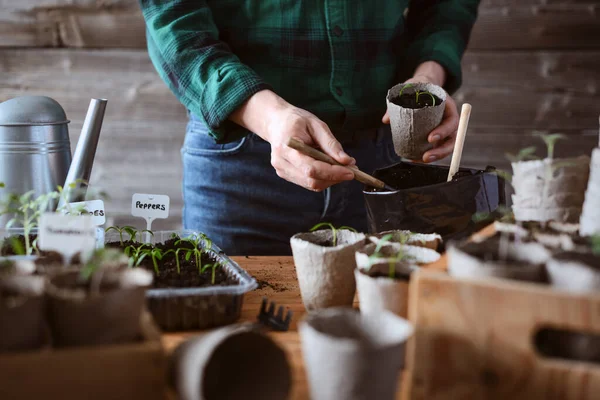 Ev bahçesinde biber tohumu hazırlayan bir adam. Bahar sebze ekme konsepti.