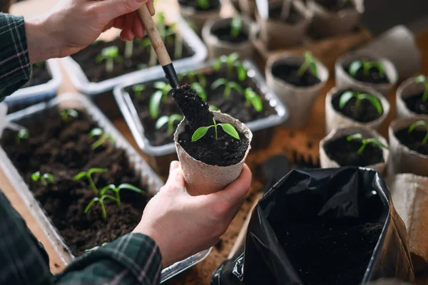 Biber ve domates fideleriyle bezelye saksısı tutan kadın eller. Evde sürdürülebilir bahçıvanlık ve sebze yetiştirme