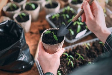 Ahşap masadaki turba tenceresine biber tohumu eken kadın. Ev yapımı sebzeler ve bahar baharı bahçe konsepti