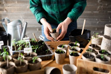 Kömür tencerelerinde genç domates ve biber bitkileriyle çalışan çiftçi elleri. Çevre dostu materyallerle kapalı bahçe işleme süreci