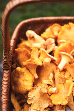 Chanterelle mantarları yakın mesafeden sepetten taşar. Orman hasadı, organik mantarlar, kırsal gıda konsepti.