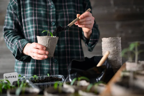 Dişi eller, tohum ekme sırasında genç sebze bitkileriyle turba bardağı tutuyor. Bahar evi bahçe konsepti