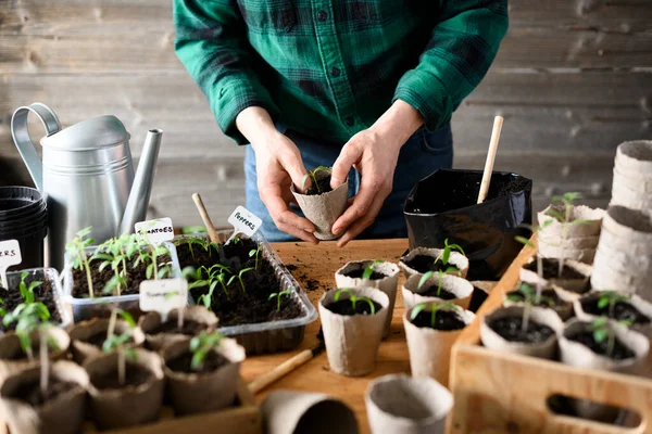 Kömür tencerelerinde genç domates ve biber bitkileriyle çalışan çiftçi elleri. Çevre dostu materyallerle kapalı bahçe işleme süreci