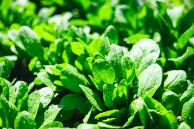 Ispanak yaprakları ev bahçesinde sıcak güneş ışığıyla aydınlatılır. Arka bahçe sebze yetiştirme, organik hasat ve sağlıklı gıda üretim kavramı