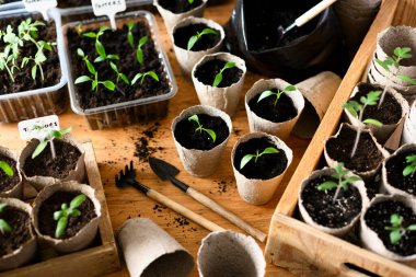 Biber ve domates fideleri tahta yüzeydeki turba kaplarında yetişiyor. Sürdürülebilir ev işleri ve ekme mevsimi için sebze bitkileri hazırlama