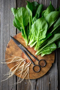 Yuvarlak ahşap kesme tahtasının üzerinde makas ve kökleri olan taze ıspanak yaprakları. Taze ürün, mutfak hazırlığı ve sürdürülebilir yaşam tarzı konsepti. Üst görünüm