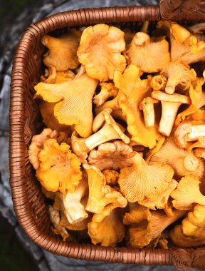 Chanterelle mantarları ahşap yüzeyde yukarıdan görülebilen dokuma sepetinde. Taze mantarlar, sonbahar yemekleri, kırsal mutfak konsepti.