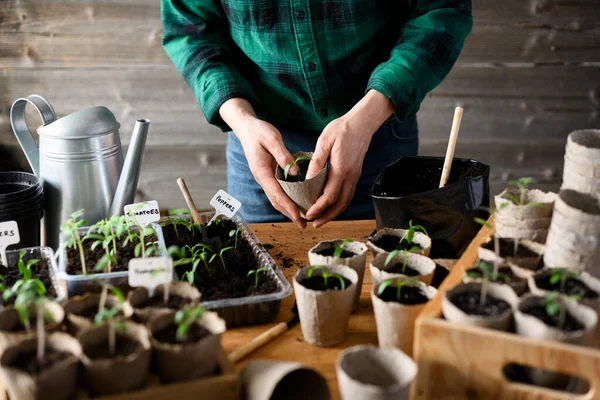 Çiftçi, sebze fidelerini ahşap masada ekme mevsimi için hazırlıyor. Bahar evi bahçe konsepti turba kapları ile