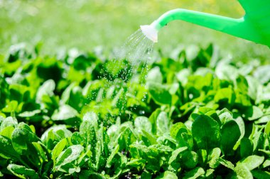 Açık yeşil ıspanak yaprakları ev bahçesinde doğal güneş ışığı altında sulanıyor. Bitki sulama, sürdürülebilir bahçıvanlık ve taze hasat kavramı