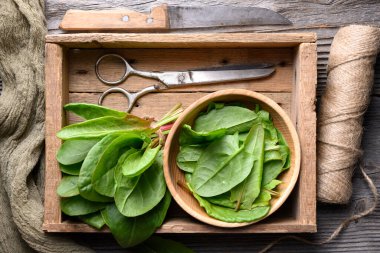 Ağaç arka planında iplik ve çelik makasla ahşap kabın içine yerleştirilmiş genç kuş sürüsü yeşillikleri. Mevsimlik ürünler, vejetaryen yemek pişirme konsepti, organik çiftlik sebzeleri. Düz yatış, üst görünüm