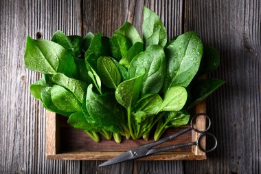 Kırsal ahşap bir kutuda, ahşap yüzeyde makaslarla yıkanmış bebek ıspanak yaprakları. Doğal gıda koruma, temiz yeme ve sürdürülebilir yaşam tarzı konsepti. Üst görünüm