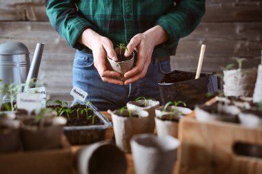 Erkek eli, dikim sırasında genç biber bitkisini turba tenceresinde tutuyor. Çevre dostu malzemelerle ev bahçesi sahnesi