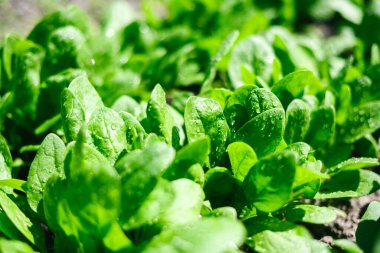 Güneşli sebze bahçesinde yetişen taze taze ıspanak yaprakları doğal yeşil dokuya sahip. Sağlıklı beslenme, bahçıvanlık ve sürdürülebilir yaşam tarzı konsepti için organik ev yapımı sebzeler