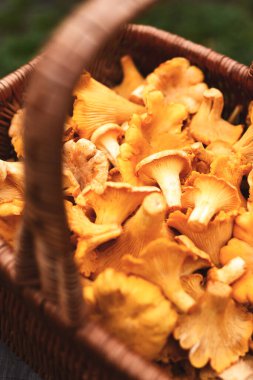 Hasır sepetin içinde taze chanterelles ve sığ bir alan derinliği. Vahşi orman mantarları, sonbahar mevsimi, doğal malzemeler.