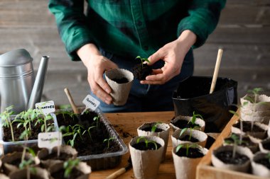 Çiftçi sebze fidelerini kırsal yüzeyde turba bardaklarına ekiyor. Evde sürdürülebilir bahar bahçıvanlığı etkinliği