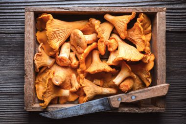 Chanterelle mantarları ahşap kesme tahtasına yerleştirilmiş bıçakla. Orman mantarları, organik yiyecekler, kırsal mutfak konsepti.