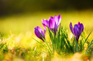 Pürüzsüz arka planda güneşli çimlerde büyüyen bir grup mor timsah. Mevsimsel uyanış, taze yeşillik, çiçek manzarası, doğal güneş ışığı.
