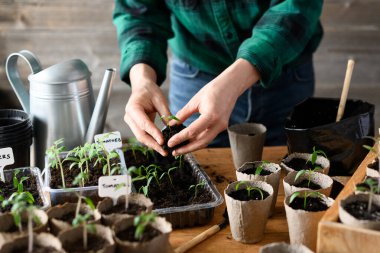 Female hands arranging pepper and tomato seedlings in peat pots on wooden table. Home gardening workspace with biodegradable containers