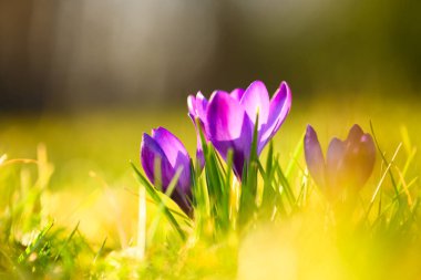 Taze yeşil çimlerde açan mor timsahlar sıcak akşam parıltıları ve yumuşak bulanık arka plan. Bahar çayırı çiçekleri, canlı yapraklar, mevsimsel yenilenme, doğal açık hava manzarası.