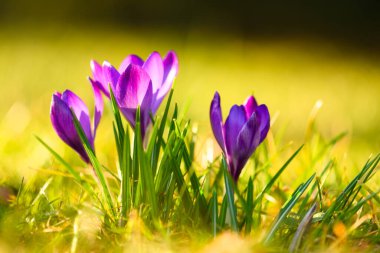 Çimen tarlasında altın gün batımı ışığıyla aydınlatılan mor timsahların alçak açılı görüntüsü. Erken bahar çiçekleri, parlak renkler, sığ alan derinliği, botanik makro.