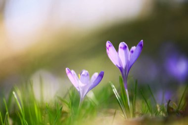 Yumuşak arka planlı taze çimlerden yükselen iki narin çiçek. Erken bahar çiçekleri, minimum çiçek kompozisyonu, doğal ışık.