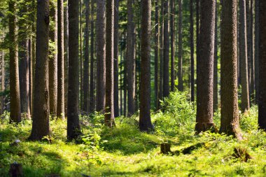 masal köknar ağacı orman