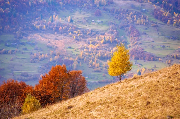 Yalnız sarı ağaç — Stok fotoğraf