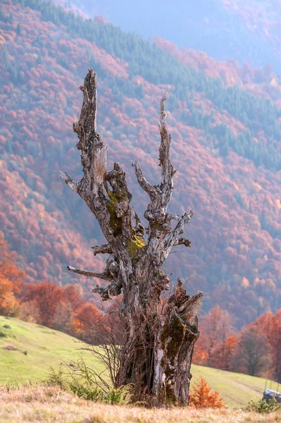 Starý suchý strom — Stock fotografie