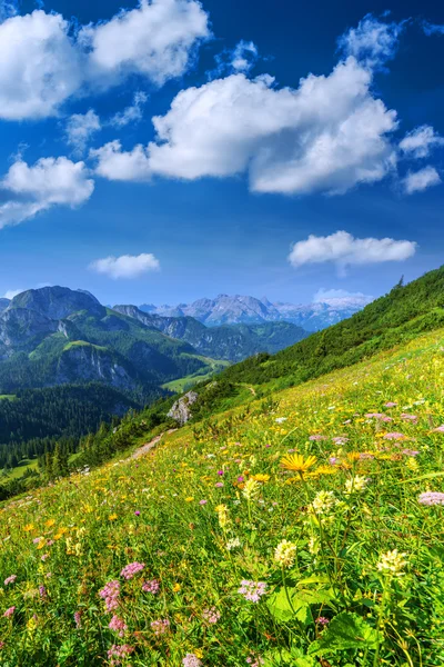 Alpen hautnah — Stockfoto