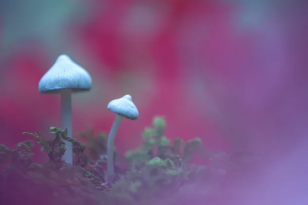 Cogumelos de perto — Fotografia de Stock