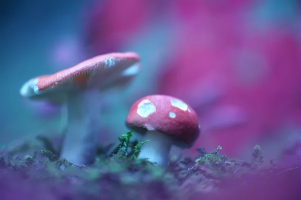 Mushrooms close up — Stock Photo, Image