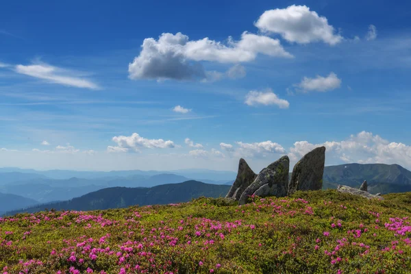 Rhododendron närbild — Stockfoto