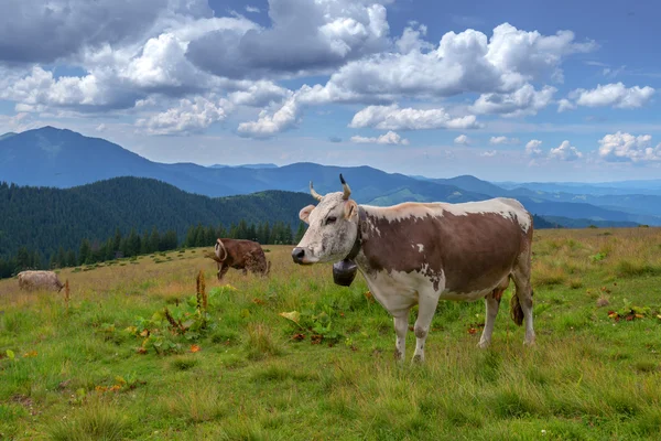 Vaca de cerca — Foto de Stock