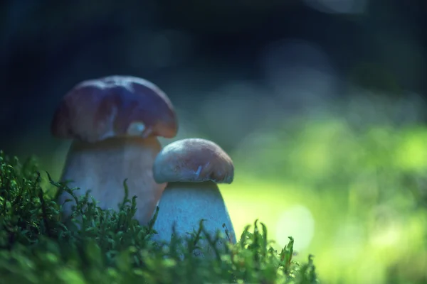 Pilz aus nächster Nähe — Stockfoto