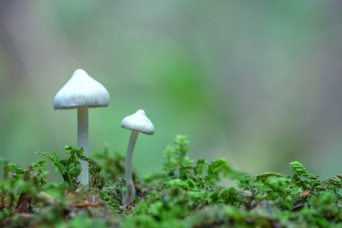 mantar yakın çekim