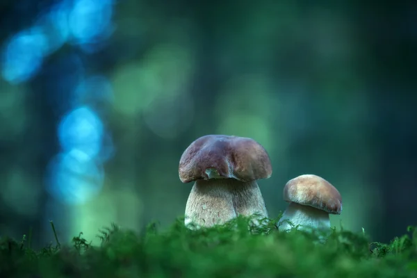 Pilz aus nächster Nähe — Stockfoto