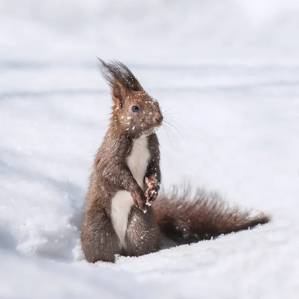 Eichhörnchen aus nächster Nähe — Stockfoto