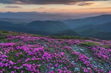 ormangülü yakın çekim