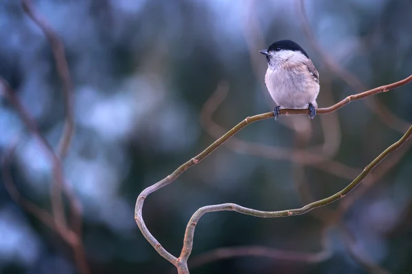 Parus close-up — Fotografia de Stock