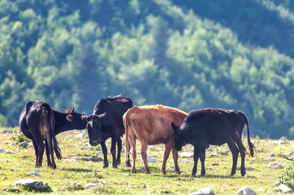 牛をクローズ アップ — ストック写真