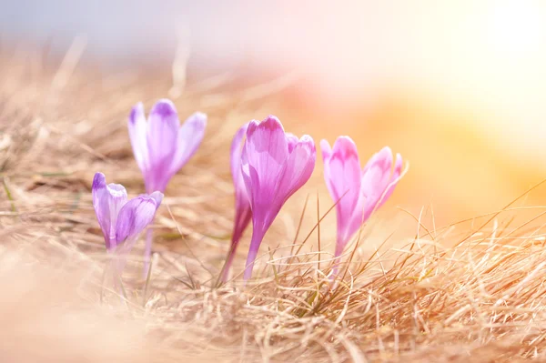 Krokus zbliżenie — Zdjęcie stockowe