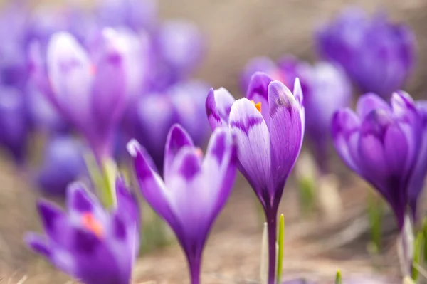 Krokus på nära håll — Stockfoto