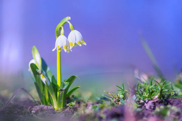 Blumen zum Anfassen — Stockfoto