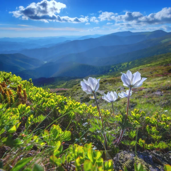 Flor de cerca —  Fotos de Stock