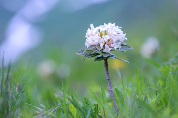 Rhododendron aus nächster Nähe — Stockfoto