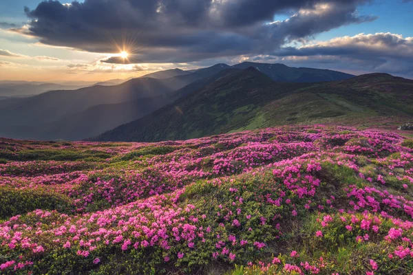 Rhododendron de cerca — Foto de Stock