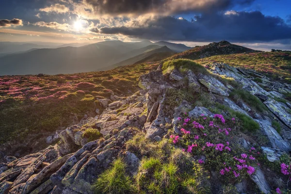 Rhododendron zblízka — Stock fotografie